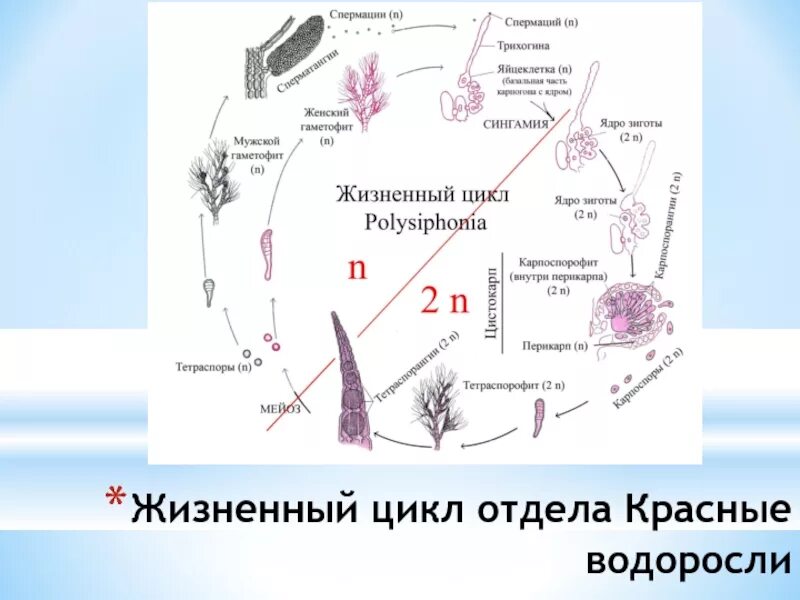 Преобладающее поколение у водорослей. Жизненный цикл красной водоросли порфиры. Красная водоросль порфира жизненный цикл. Жизненный цикл порфиры схема. Порфира жизненный цикл схема.