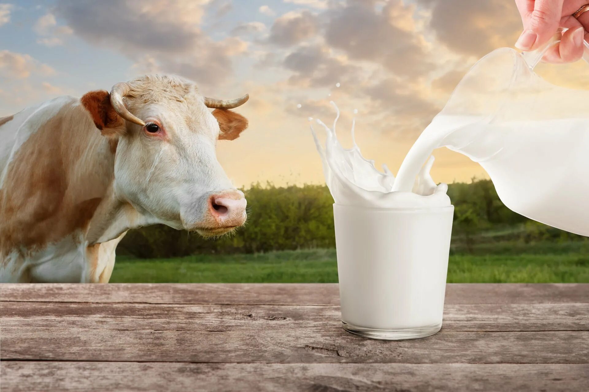 Молоко полученное от коровы 5. Молоко. Коровье молоко. Корова. Красивая корова.