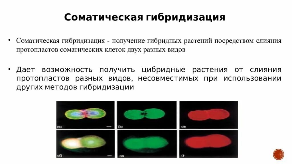 Гибридизация соматических клеток. Гибридизация клеток. Соматическая гибридизация. Метод гибридизации соматических клеток. Применение гибридизации