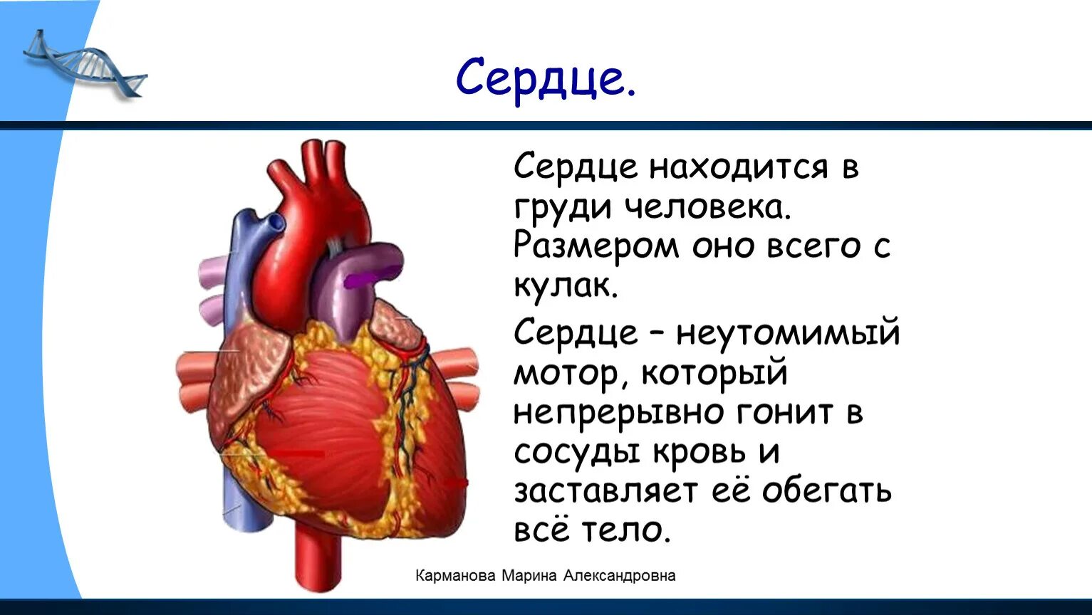 Значение слова сердце. Строение человеческого организма сердце. Сердце описание для детей 2 класса. Рассказ о сердце человека. Сердце для презентации.