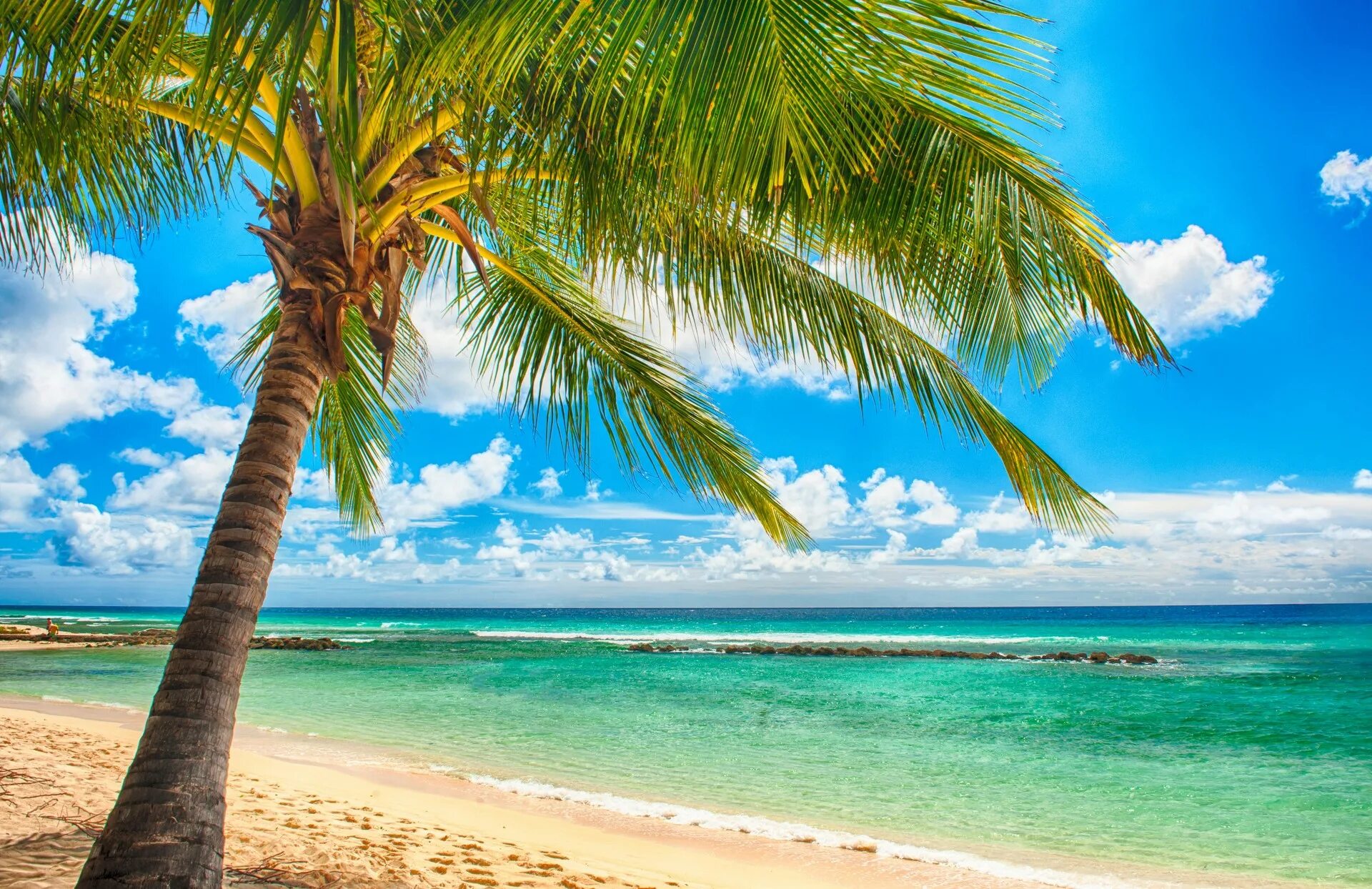 Парадиз остров Карибского моря. Пальмы и океан. Пейзаж пляж. Море пляж пальмы. Vacations away