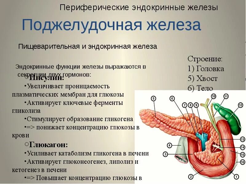 Поджелудочная железа расположение строение гормоны. Функции поджелудочной железы ЕГЭ биология. Поджелудочная железа анатомия человека функция. Поджелудочная железа расположение строение функции. Секрет поджелудочной железы функции