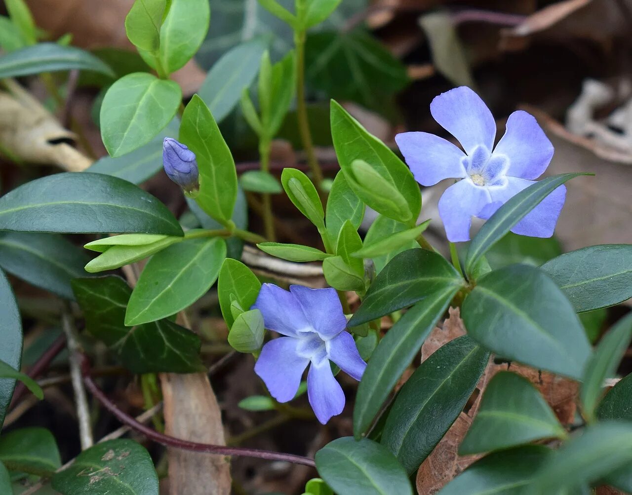 Барвинок малый Вариегата. Барвинок малый (Vinca Minor). Барвинок малый "Мунлит".