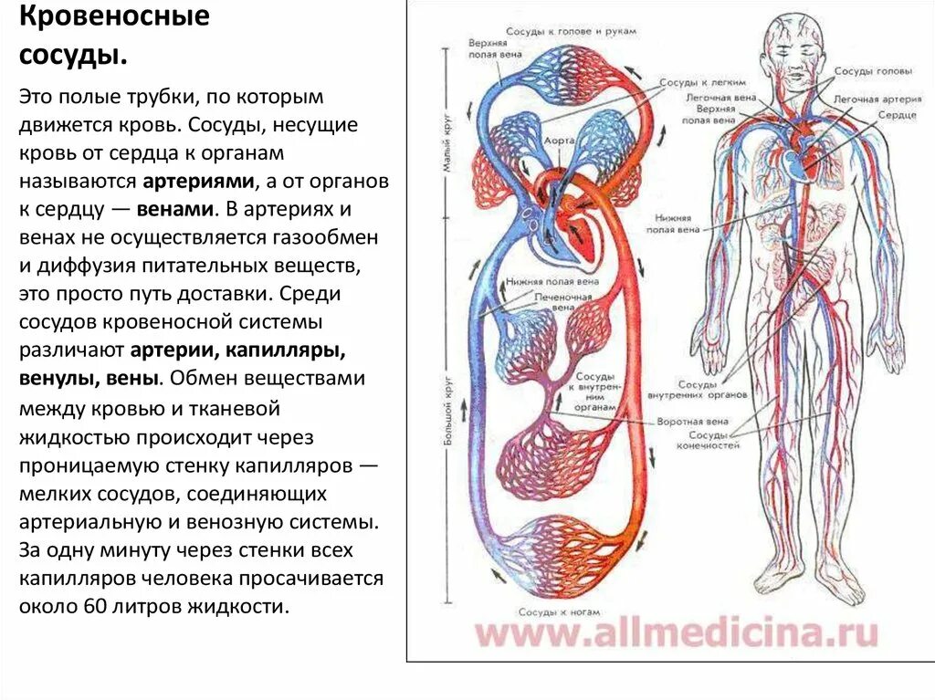 Возврат жидкости в кровеносную систему. Кровеносная система человека схема круги кровообращения. Кровообращение человека кровеносная система человека состоит. Сосуды несущие кровь от сердца к органам. Строение и функции системы кровообращения органов человека.