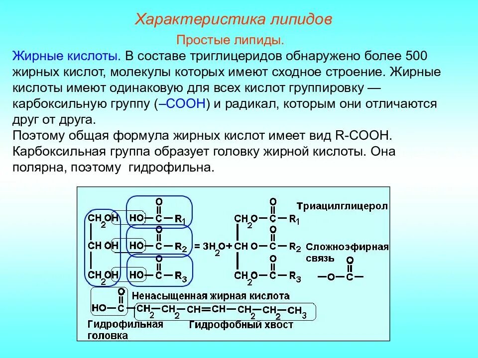 Молекулы липидов функции. Простые липиды. строение простых липидов. характеристика простых липидов. структура простых липидов.