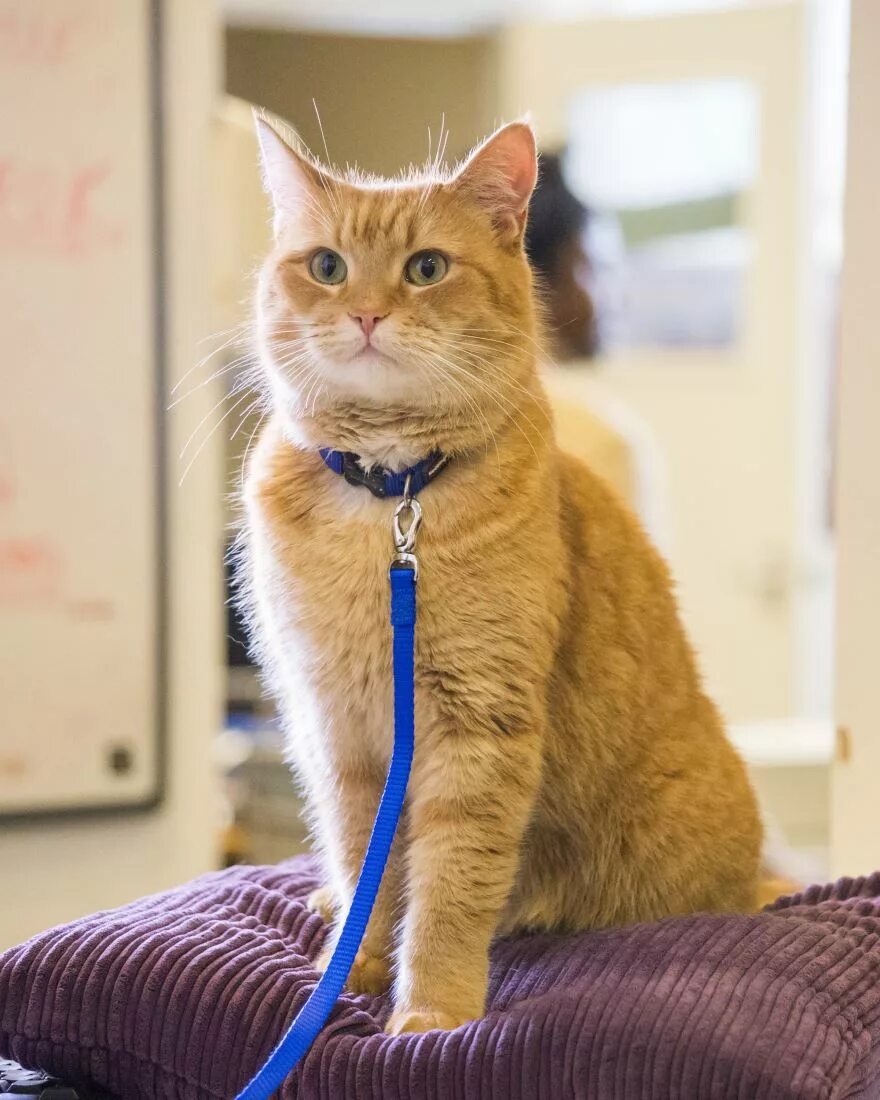 Спанч боб название. Подарок уличного кота боба - джеймс боуэн. Боуэн д. Спанч боб название. Боуэн д.