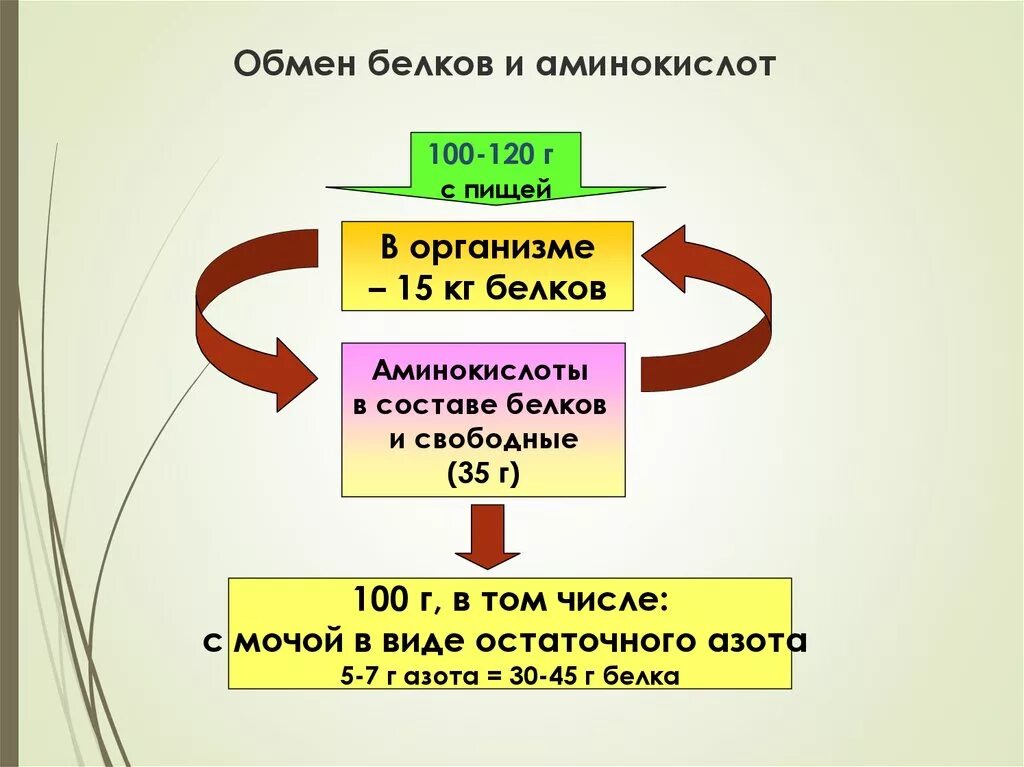 Обмен белков состав