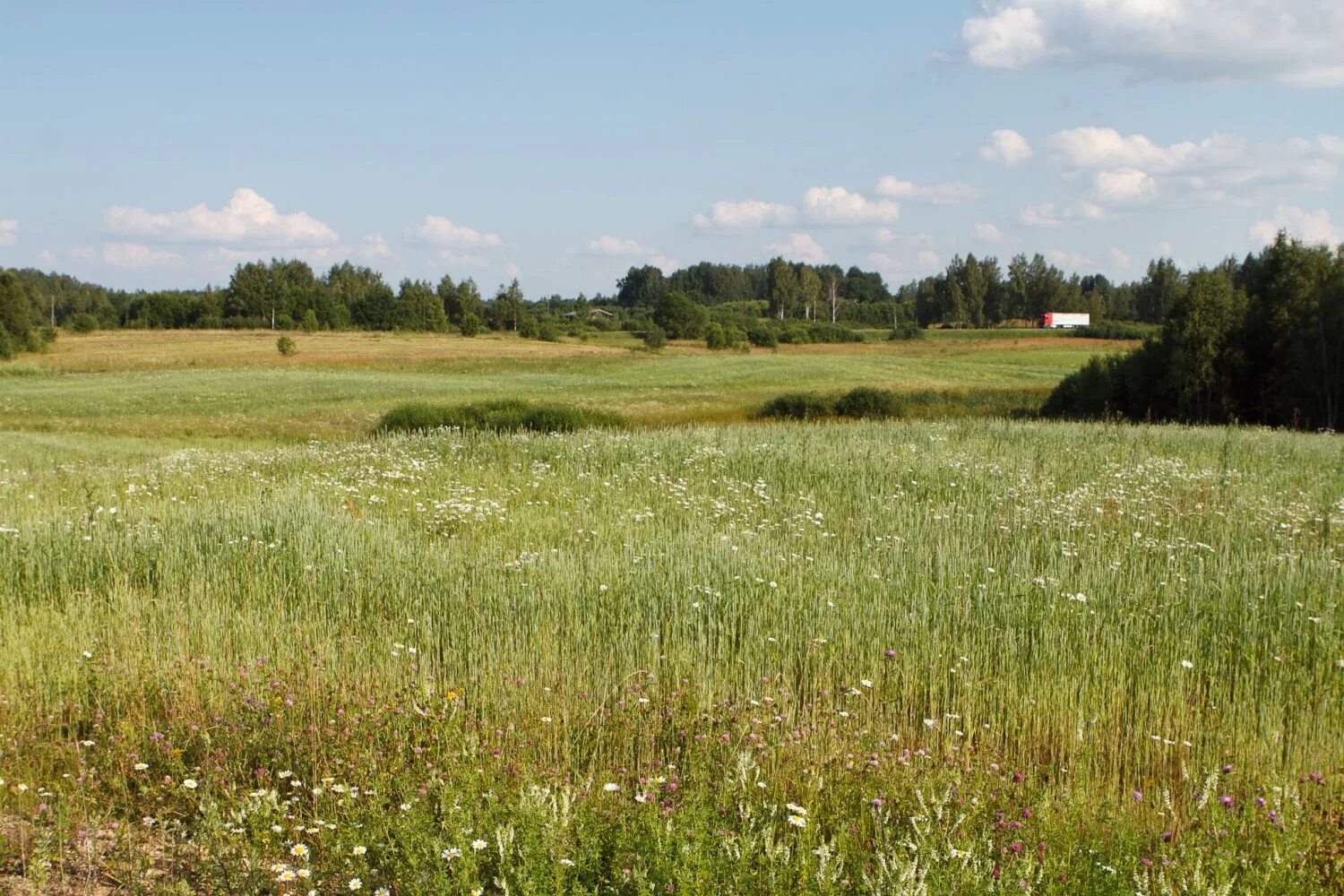 Лес в славской области. Зарастание полей лесом. Лесной участок. Заросший земельный участок лес. Поле заросшее лесом.