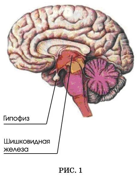 Brain 63. Гипофиз и шишковидная железа. Шишковидная железа в черепе. Шишковидная железа гиф. Золотая шишковидная железа.