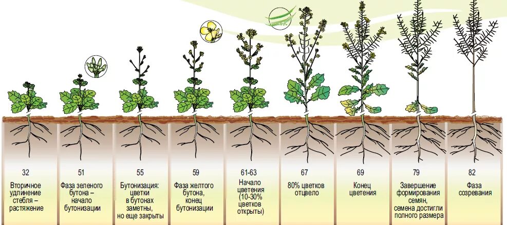 Стадии развития подсолнуха. Период зрелости у растений. Фазы созревания подсолнечника. Период формирования клубней картофеля. Фазы вегетации подсолнечника.