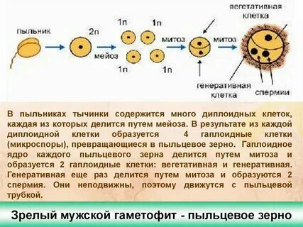 В яйцеклетке диплоидный набор хромосом