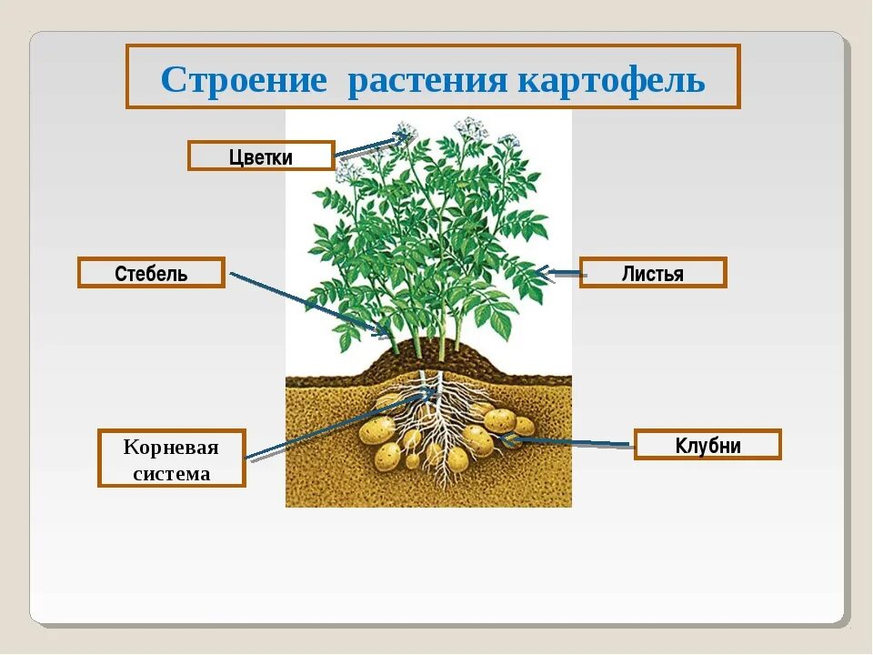 Какой лист картофеля. Строение картофеля. картофель части растения. строение картофеля схема. строение стебля картофеля.