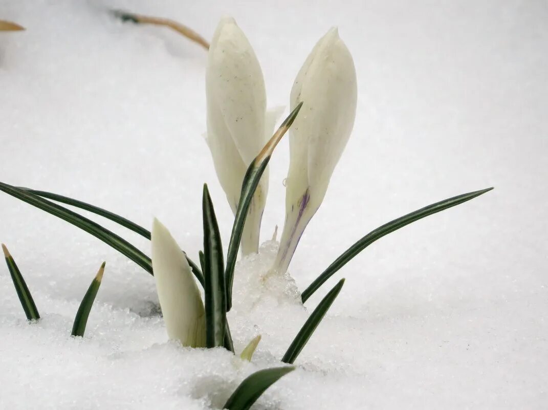 Акция памяти белый крокус. Крокусы в снегу. Белые крокусы в снегу. «Крокусы под снегом». Крокусы из под снега.