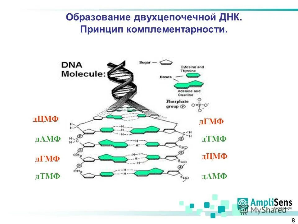 днк и рнк двухцепочечная. двухцепочная днк структура. двухцепочечная молекула днк вирус. линейное строение днк. двухцепочечная кольцевая днк.