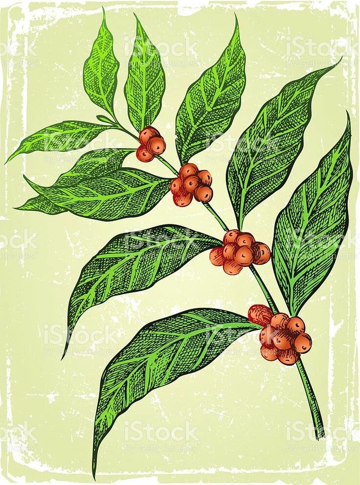 Botanical illustration - Coffee - Coffea Arabica. Ветка кофейного дерева. Кофейная веточка. Кофейное дерево эскиз. Сосед кофейного дерева на гербе