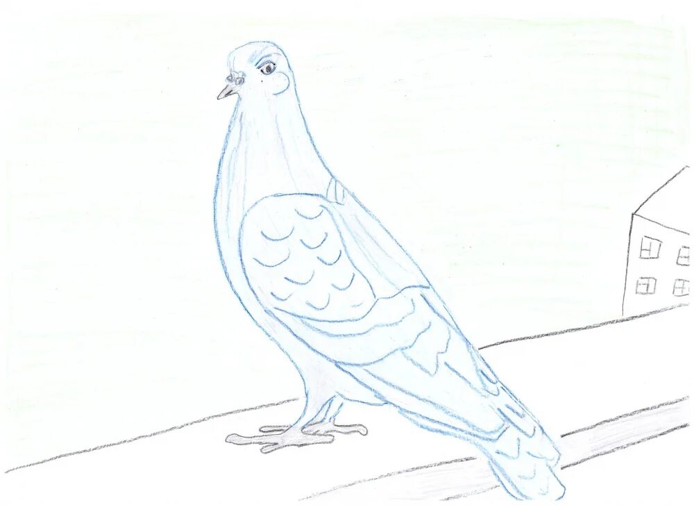 Голубь раскраска для детей. Эскиз маленького голубя. Сизый голубь рисунки. Раскраска птицы голубь. Сизый голубь рисунок.