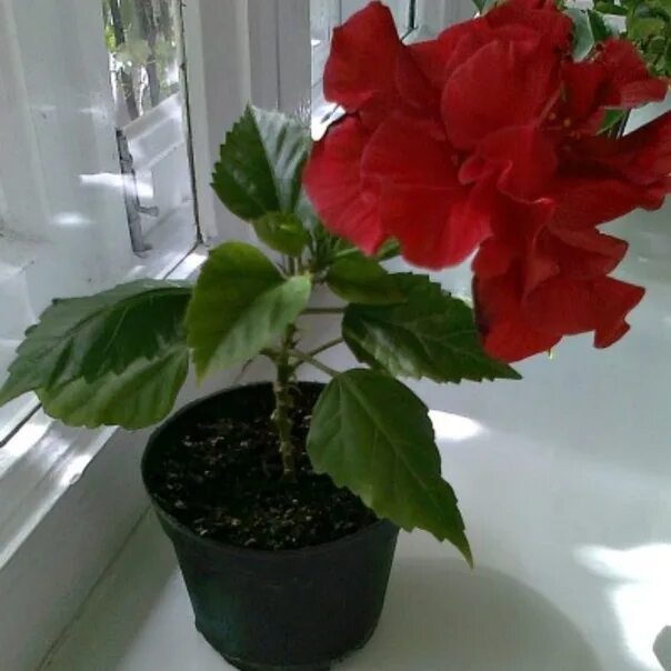 Hibiskus im Topf: Tipps zum Pflegen & Umtopfen - Plantura