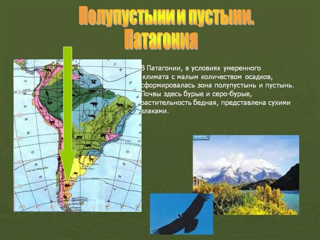 Природные области южной америки. Патагония природная зона Южной Америки. Географические зоны Южной Америки. Южная Америка природная зона пустыни и полупустыни. Южная Америка презентация.