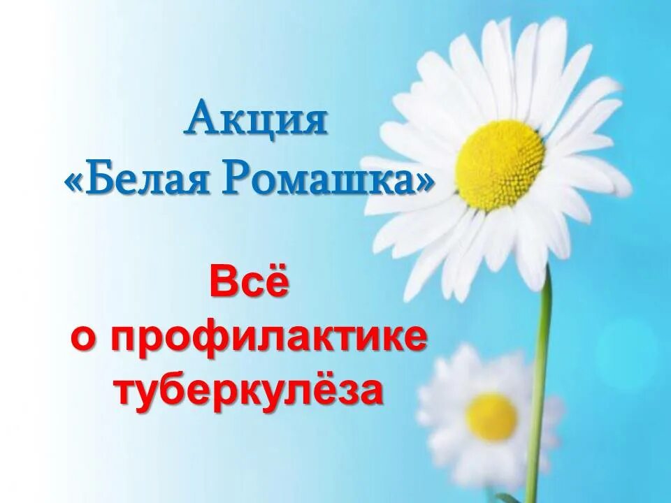 Акция против туберкулеза. Всемирный день борьбы с туберкулезом. Всемирный день туберкулеза. Акция белая Ромашка.