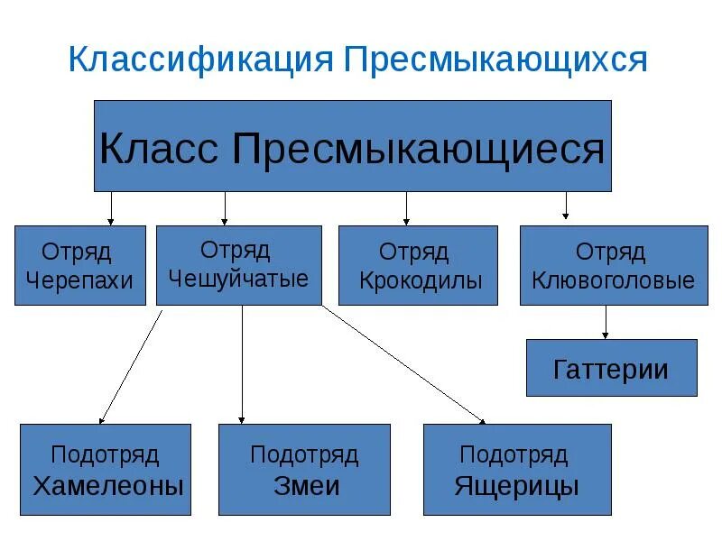 Разнообразие пресмыкающихся схема. Отряд чешуйчатые классификация. Классификация рептилий схема. Классификация отряда пресмыкающиеся.