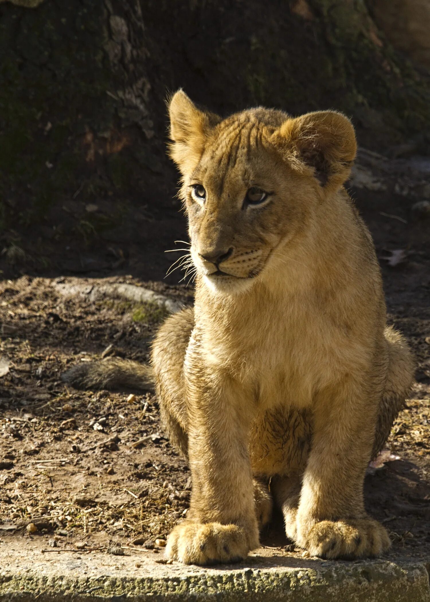 Красивый львенок. Cub animal. Лев и львенок. Милые львята. Cub animal.