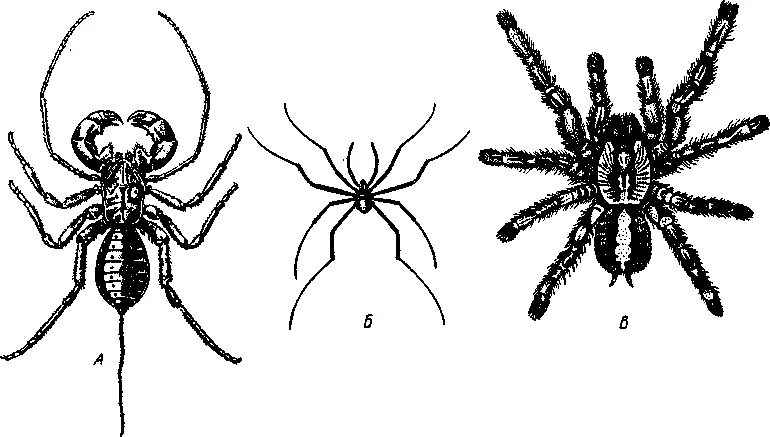 У паукообразных две пары усиков. Хелицеры сенокосца. Сольпуга строение тела. Сольпуга паук. Сольпуга фаланга.