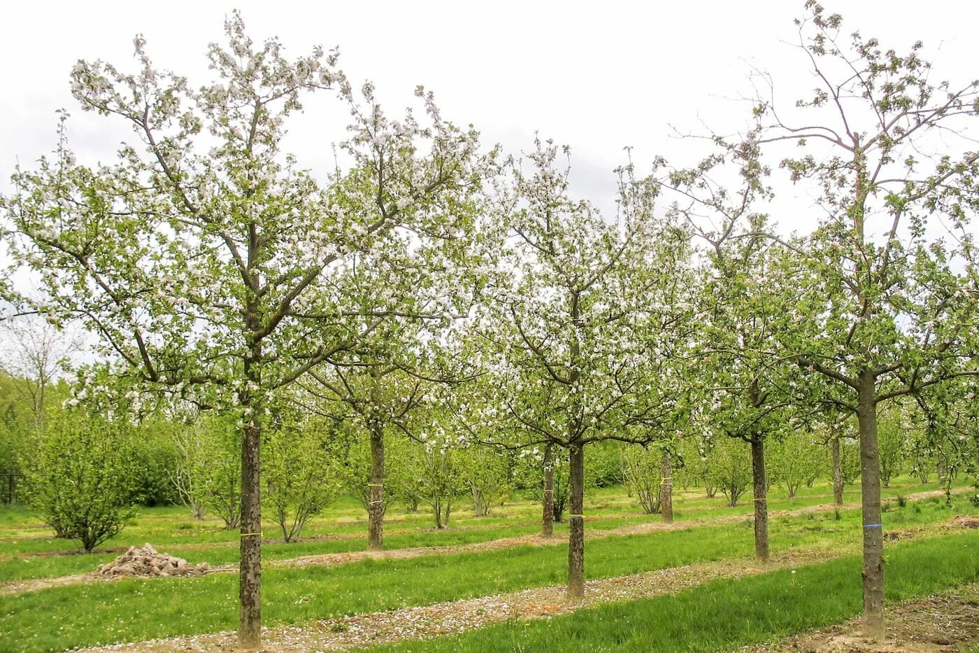 Яблоня Malus domestica. Яблоня домашняя (Malus domestica). Яблоня Malus Hyslop. Яблоня – Malus domestica саженец. Вид яблони домашней