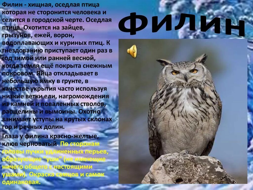 Текст про сову. Филин красная книга. Описание Совы. Сообщение про Филина. Филин презентация.