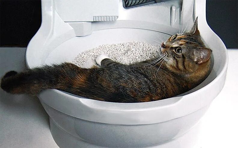 Котенок мяукает туалет. Catgenie 120. Унитаз-робот catgenie 120. Унитаз для кошек. Кошачий туалет на унитаз.