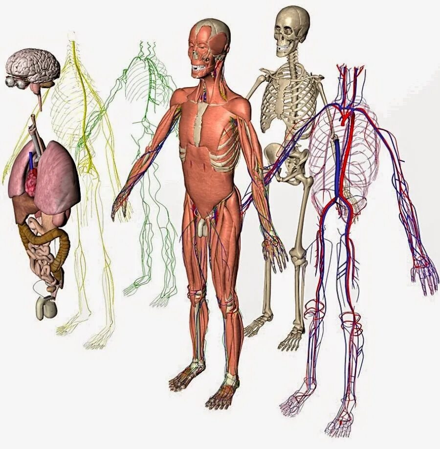 Анатомия человека. Системы тела человека. Человек в системе. Физиология человека. Анатомическая система организма