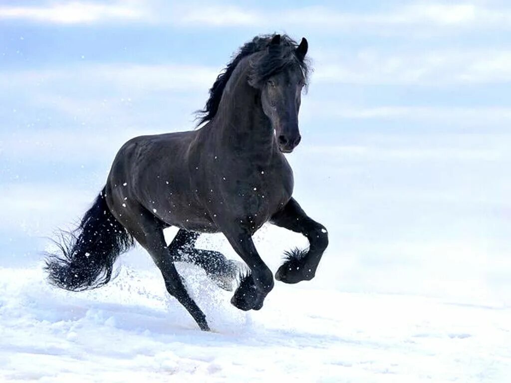 Черный конь скачет. Фриз Фризская лошадь. Фризская лошадь белая. Фризская лошадь галоп. Черный конь.