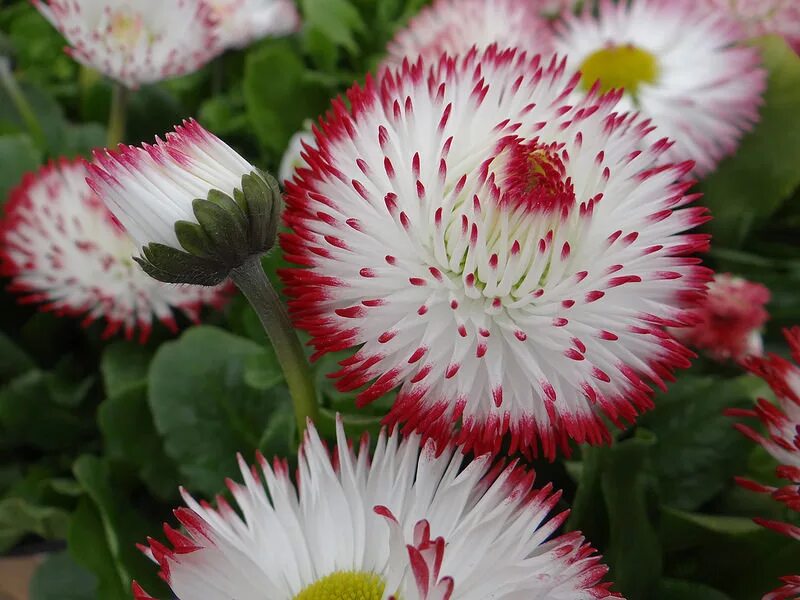 Маргаритка многолетняя Bellis perennis. Маргаритка (Bellis perennis) Habanera Mix. Маргаритка Хабанера ред. Маргаритка Хабанера красная f1. Маргаритки цветы выращивание