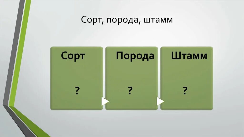 Примеры сортов и пород. Сорт порода штамм это. Что такое сорт и порода. Сорт порода штамм это в биологии. Порода сорт штамм картинки.