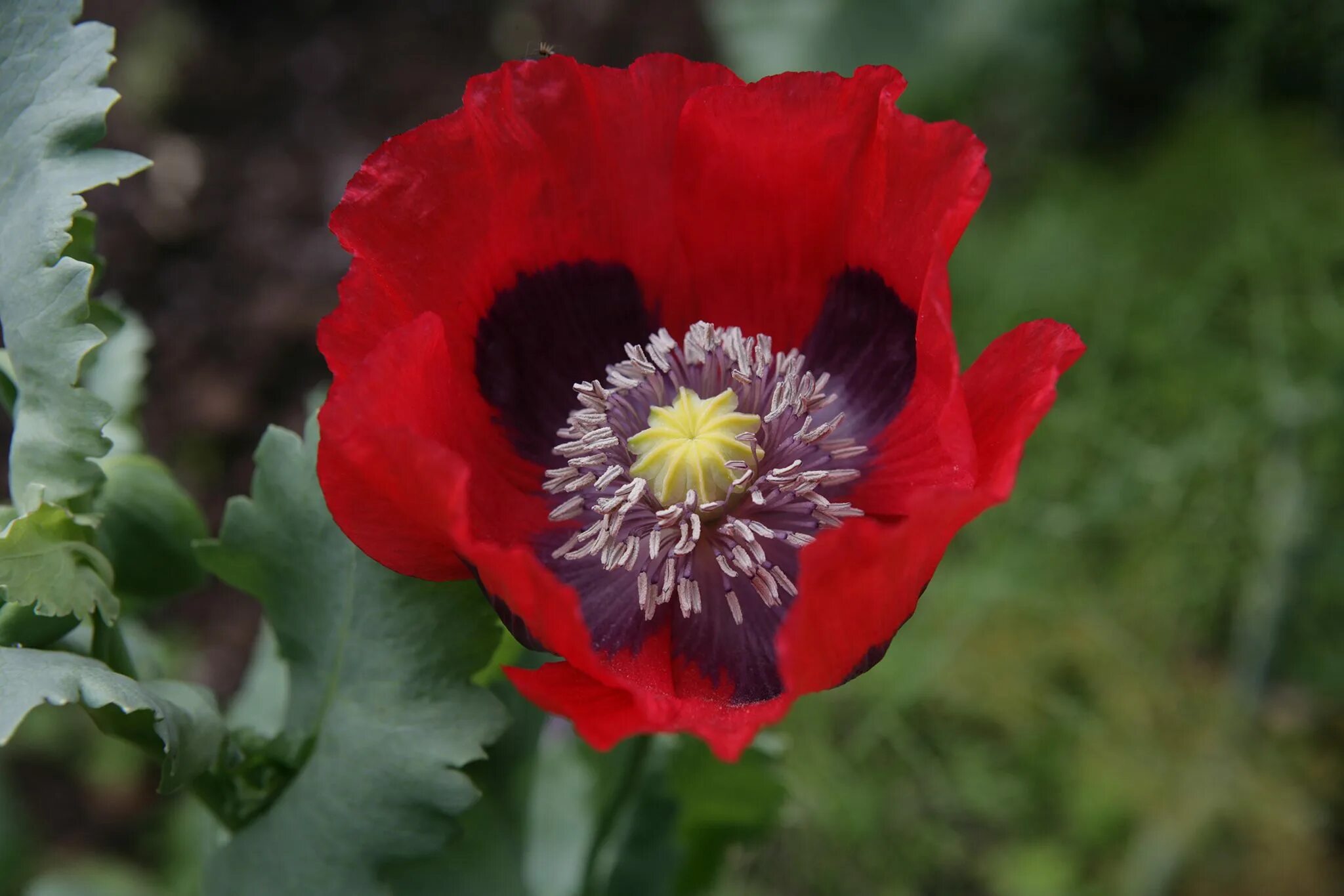 Тип мак. Папавер сомниферум. мака рода papaver. мак снотворный. растение вида papaver somniferum l.