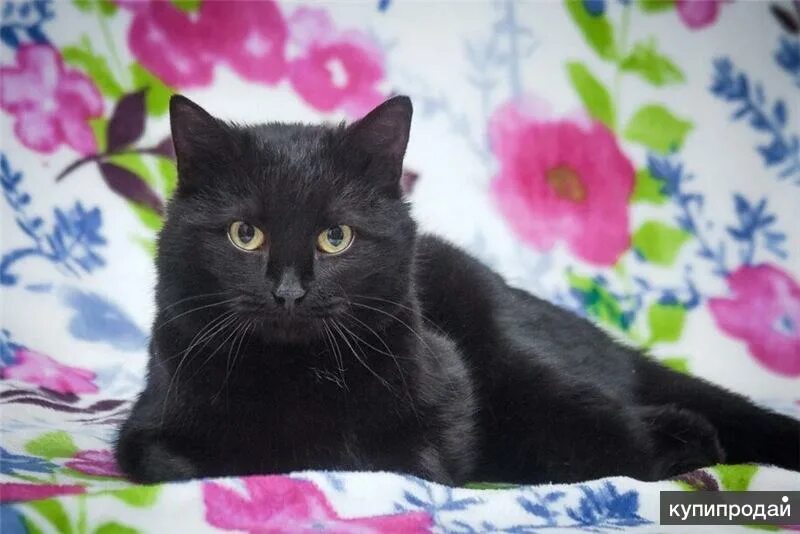 Макса кошки. Кошка Муся Лыткарино. Кошка Муся которая живет на Нечаева 17 черная ей 12 лет. Продажа кошек в городе Нальчик. Продается кошка отзывы