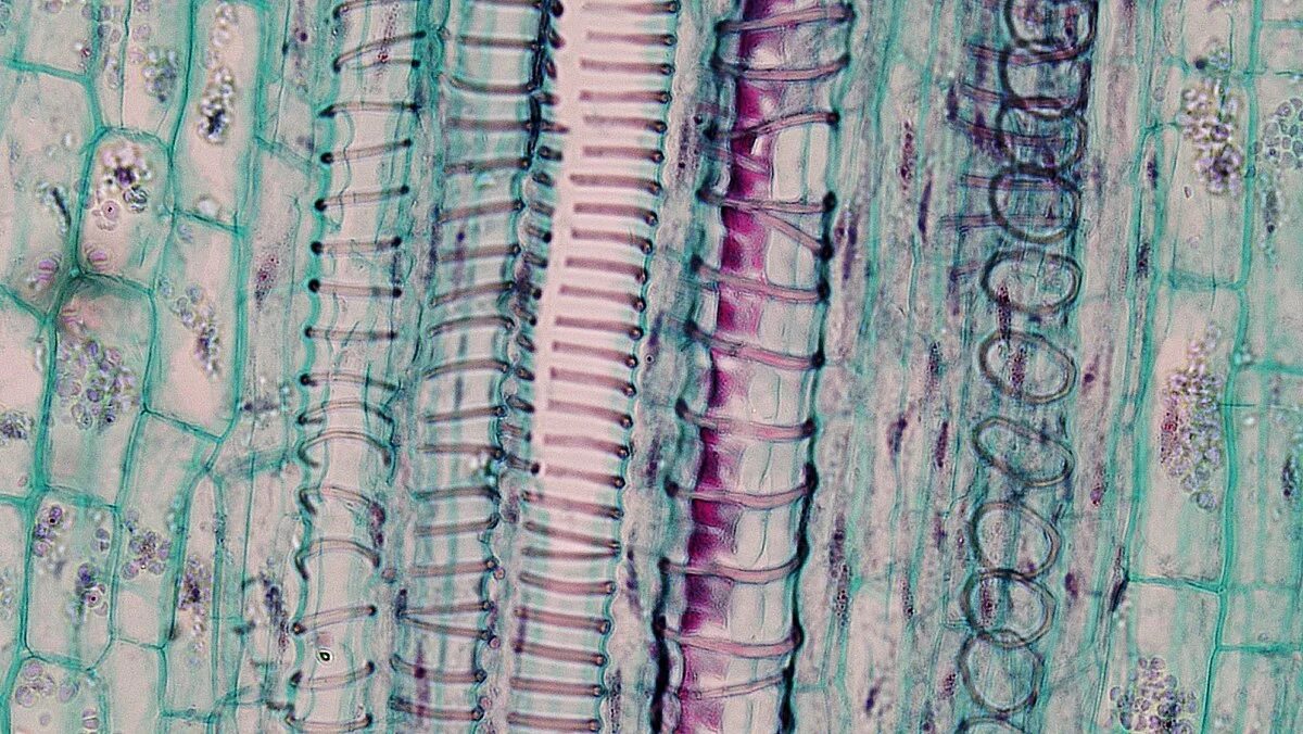 Plant Cell parts by Kelsie Biebighauser Растительная клетка, Биология, Растения