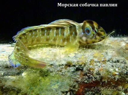 Морская собака 6 букв