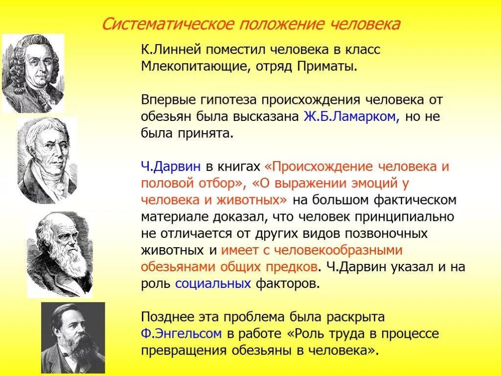 Гипотезы доказанные учеными. Линней теория происхождения человека. Гипотезы происхождения человека. Гипотезы ученых о происхождении человека. Происхождение человека систематическое положение человека.