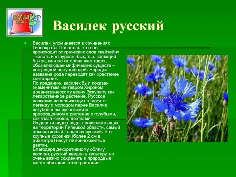 Синь васильки текст. Василек русский красная книга. Василек Луговой и Василек синий. Василек русский красная книга описание. Василек полевой краткое.