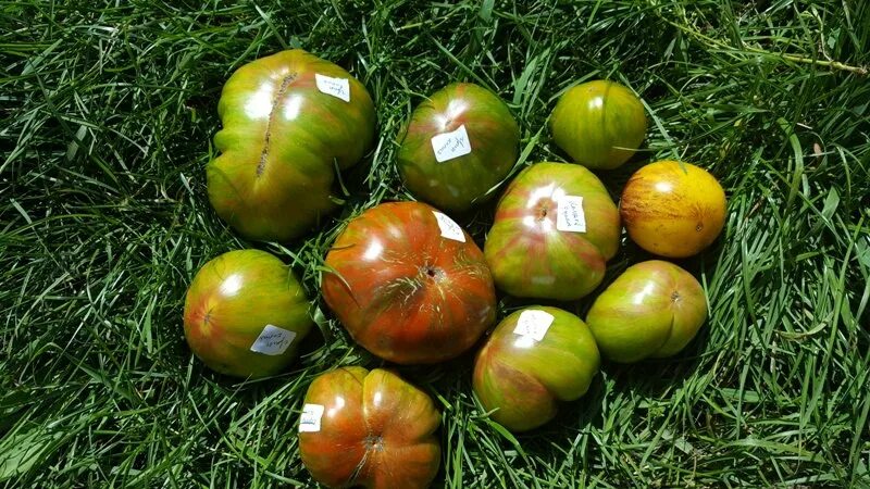 Сорт и агротехника. Карачаевский томат сорт. Сорт томата гном. Томат яблочный усыпной. Томат махитос.