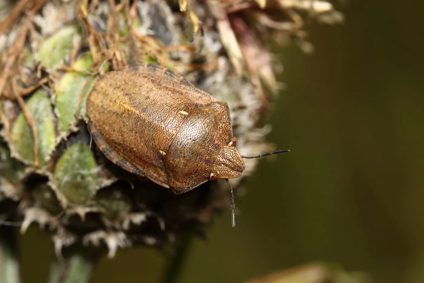 клоп отшельник. отряд полужесткокрылые. древесный клоп щитник серый. щитник остроплечий. клоп листовой.