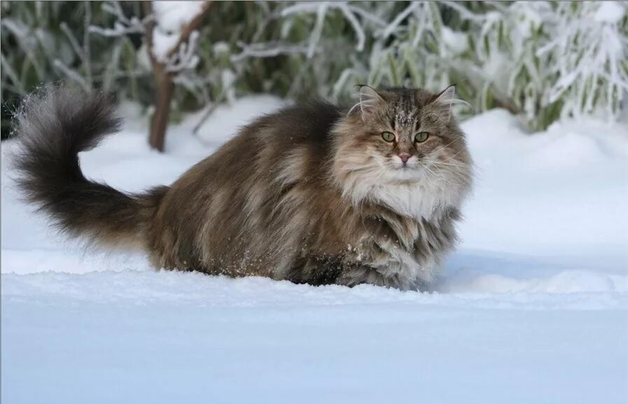 Сибирская норвежская лесная кошка. Сибирский длинношерстный кот. норвежская длинношерстная лесная кошка. сибирский лесной кот. норвежская ночная кошка.