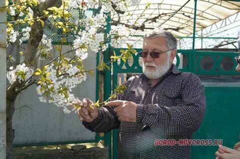 Деревья в новороссийске