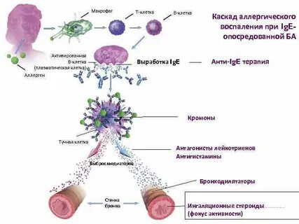 Типы макрофагов