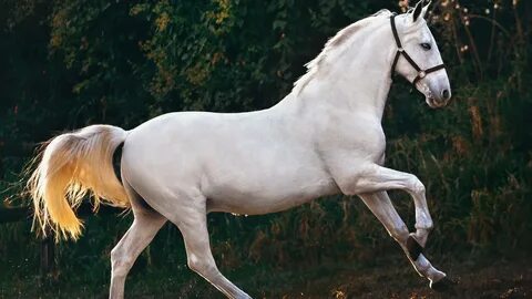 Had hors