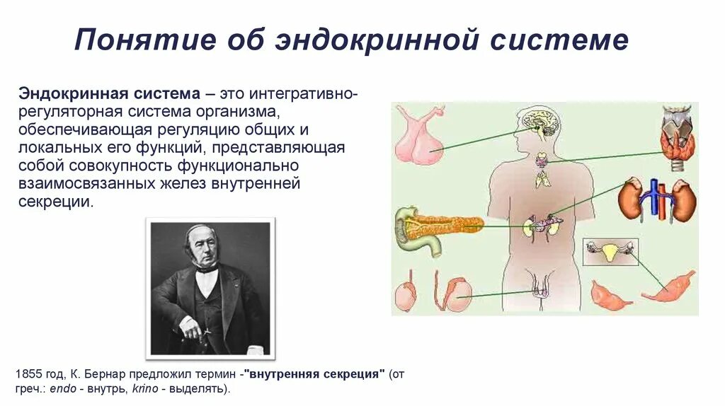 Понятие желез внутренней секреции. Система органов эндокринной системы. Физиология желез внутренней секреции физиология. Понятие об эндокринной системе.