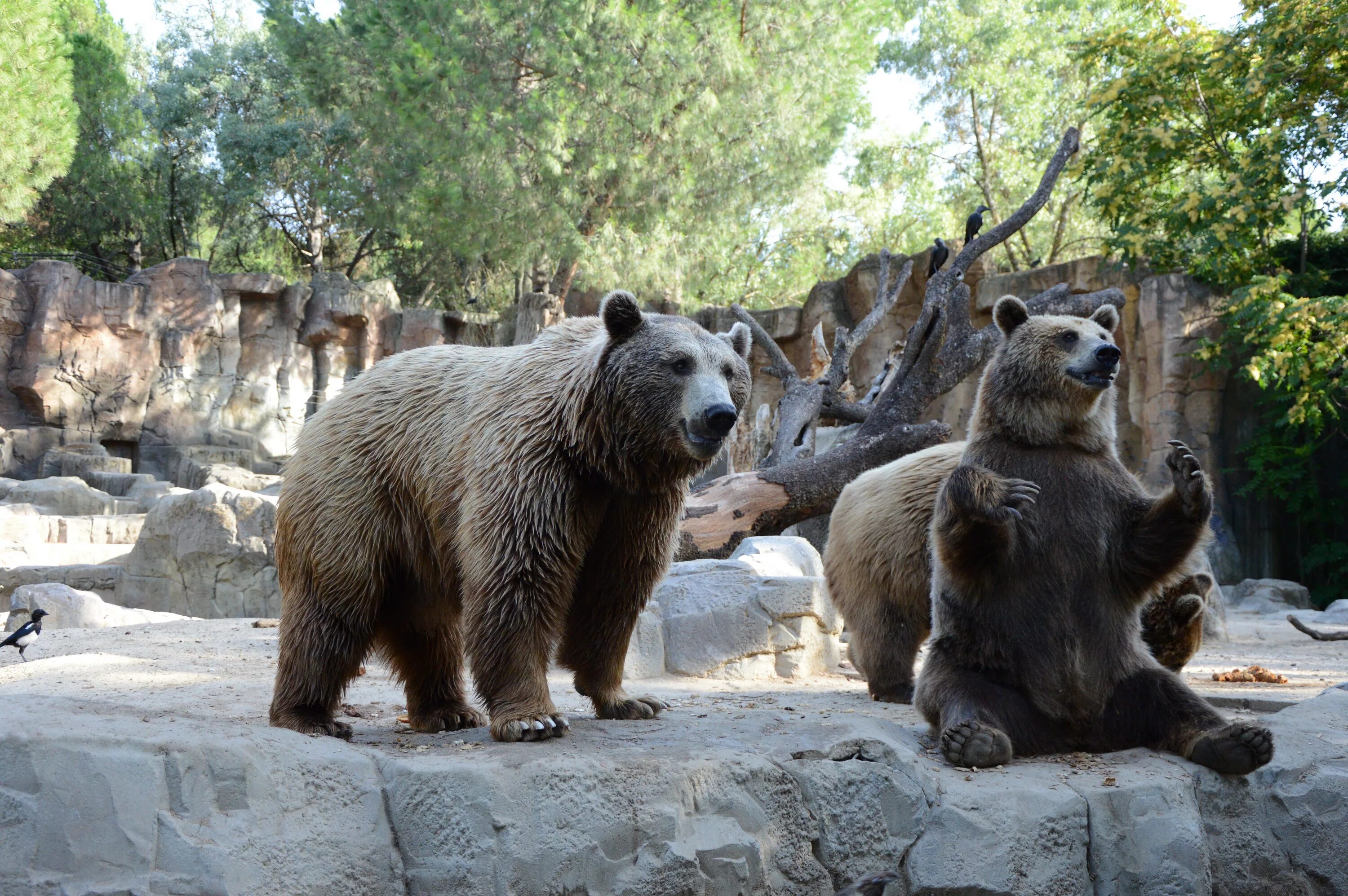 Новосибирский зоопарк бурый медведь. Московский зоопарк бурый медведь. Звери в зоопарке. Дикие животные в зоопарке.