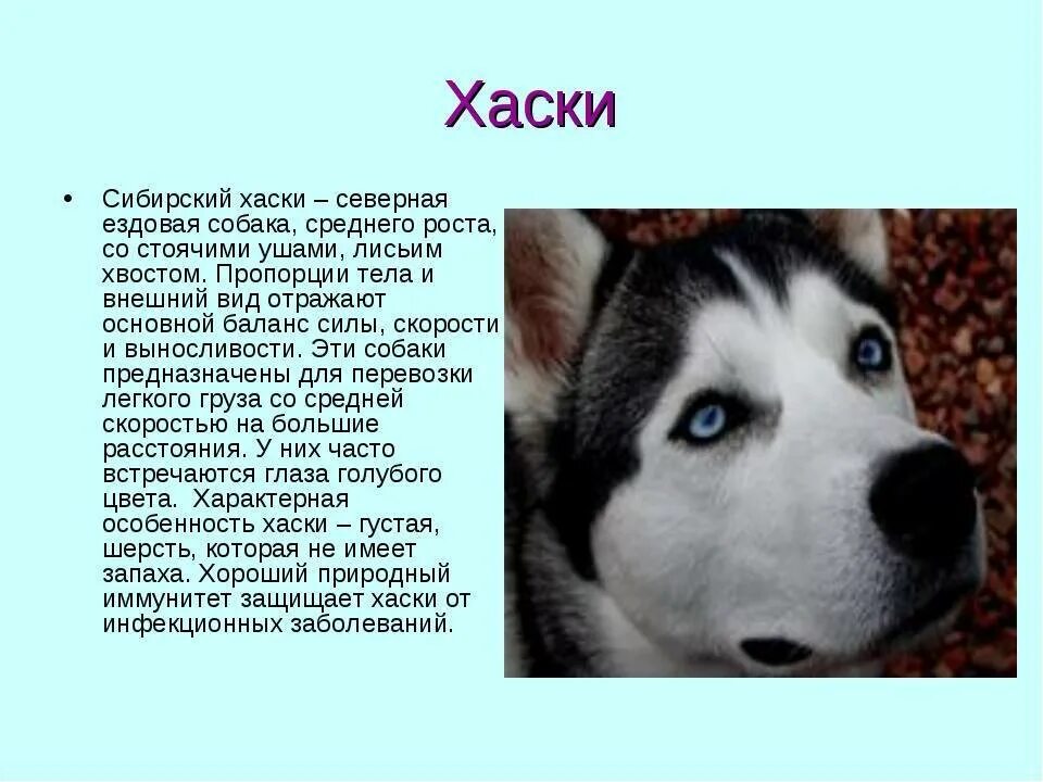 Мой пес по кличке уши сочинение. Хаски собака описание. Сибирская хаски описание. Рассказ о породе собак хаски. Имена для собак хаски.