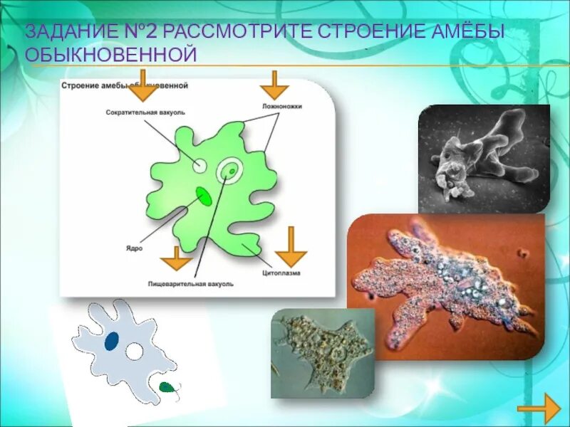 Амеба клеточный уровень организации