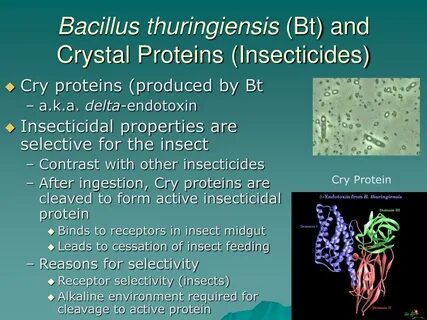 Bacillus thuringiensis это представитель